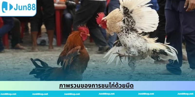 ภาพรวมของการชนไก่ด้วยมีด