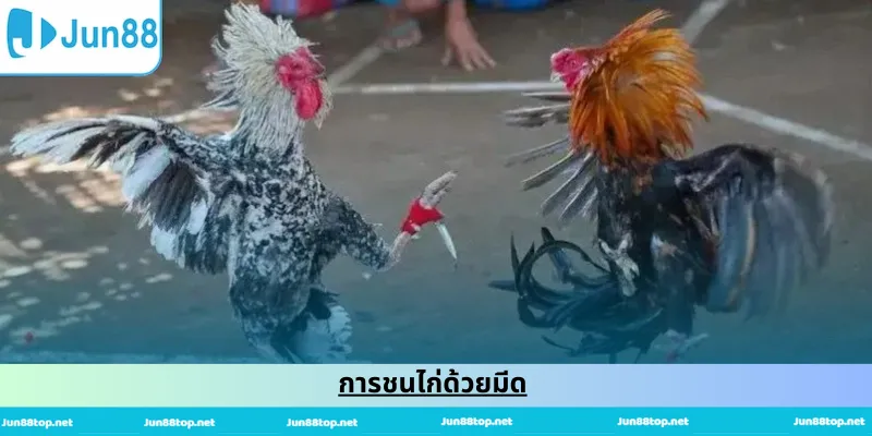 การชนไก่ด้วยมีด